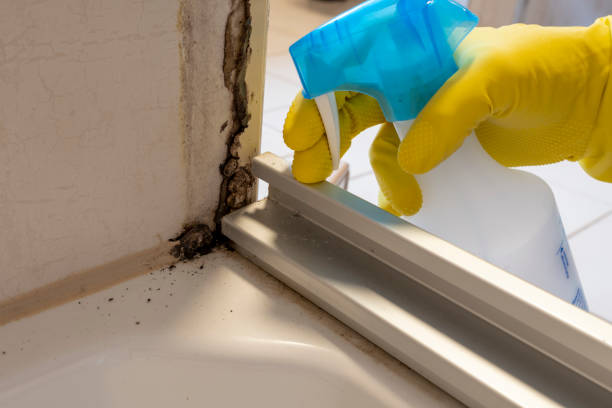 Best Mold Damage Restoration  in Patrick Springs, VA